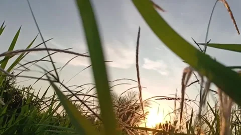 Slow motion weeds Stock Footage 242027006