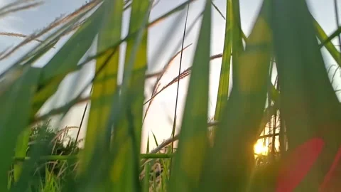 Slow motion weeds Stock Footage 242027024