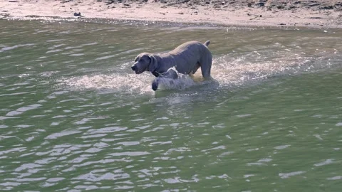 Slow motion Weimaraner dog jumping into lake in Kentucky Stock Footage 162198522