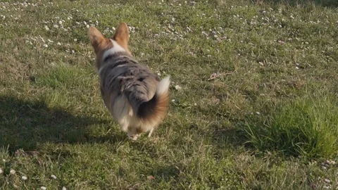 Slow motion, welsh corgi fetch rubber toy on meadow, rear view, FULLHD 100fps Video stock 126118876