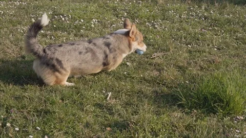Slow motion, welsh corgi fetch and loses toy on meadow, FULLHD 100fps Video stock 126118977