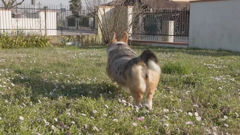 Slow motion, welsh corgi fetch rubber toy on meadow, FULLHD 100fps wide shot Video stock 126119250