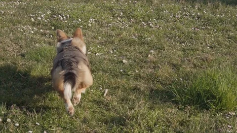 Slow motion, welsh corgi rear view fetching rubber toy on meadow, FULLHD 100fps Video stock 126118732