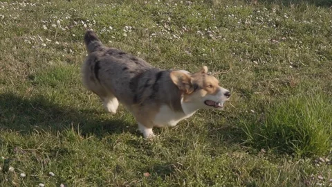 Slow motion, welsh corgi running left to right on meadow, FULLHD 100fps Video stock 126118873