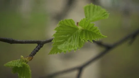 Slow motion. Wet branch of a birch with leaves Stock Footage 76118050