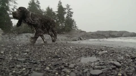 Slow Motion Wet Dog Stock Footage 20536770