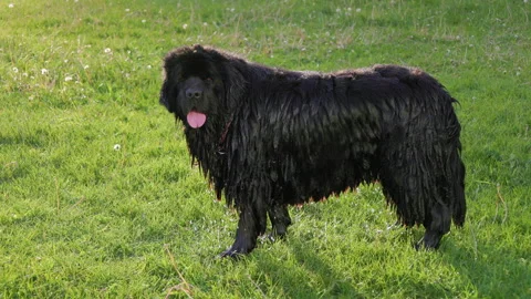 Slow motion of a wet dog Vidéo 276407552