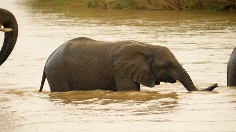 Slow motion: Wet Elephant in deep river drinks, walks, using trunk as snorkel Stock-Footage 105273268