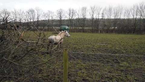 Slow motion Wet muddy white horse in field on muddy rainy day, standing Stock Footage 86534482