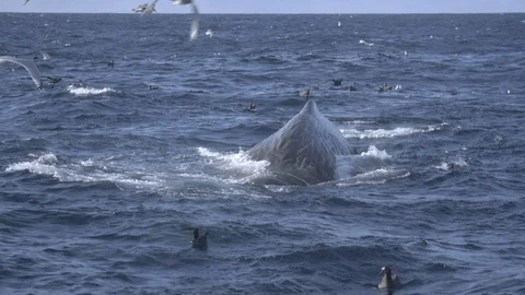 Slow motion of whale back sinking under grey ocean water surface, USA Stock Footage 138893454