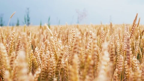 Slow motion wheat ears field against the background of the blue sky. 4k Ultra HD Stock Footage 77437618