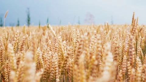 Slow motion wheat ears field against the background of the blue sky. 4k Ultra HD Stock Footage 77437684