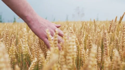 Slow motion wheat ears field. Farmer spends hand on reached wheat. 4k Ultra HD Stock Footage 77438171