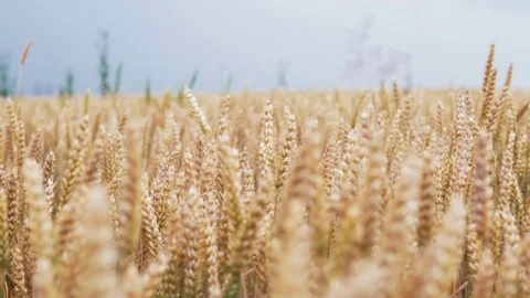 Slow motion wheat ears field against the background of the blue sky. 4k Ultra HD Stock Footage 77438455