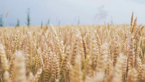 Slow motion wheat ears field against the background of the blue sky. 4k Ultra HD Stock Footage 77438812