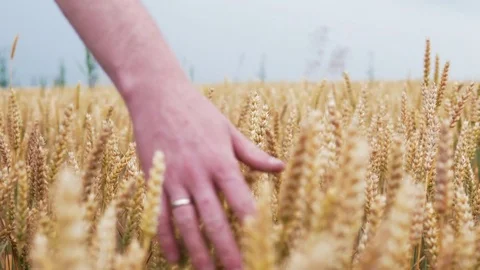 Slow motion wheat ears field. The farmer touch hand on reached wheat. 4k UHD Stock Footage 77439054