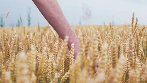 Slow motion wheat ears field. Man spends his hand on reached wheat. 4k UHD Stock Footage 77439202