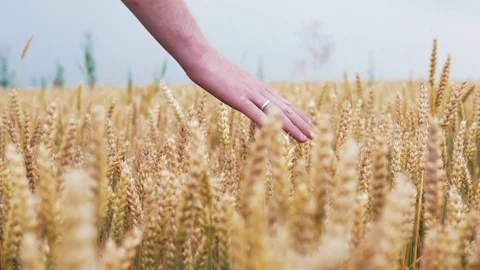 Slow motion wheat ears field. Man touching his hand on the reached wheat. 4k UHD Stock Footage 77439533
