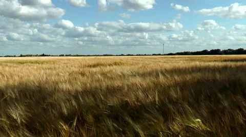 Slow Motion. Wheat field – crop blowing in the wind. Stock Footage 52346945