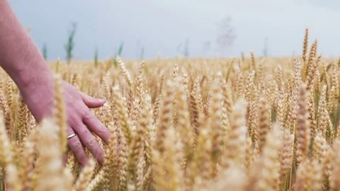 Slow motion wheat field. Farmer hand touching reached wheat ears. 4k Ultra HD Stock Footage 77438581
