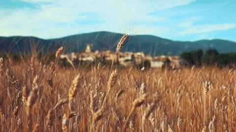 Slow Motion - Wheat field in Provence Vidéo 68603889