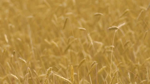 Slow motion wheat field wind moving crops, yellow ears in autumn fall, fertility Stock Footage 96718132