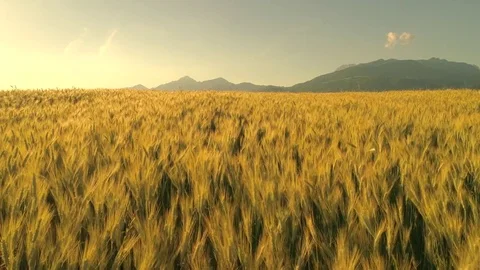 SLOW MOTION: Wheat heads on field under tall mountain swinging in summer breeze Stock Footage 79738769