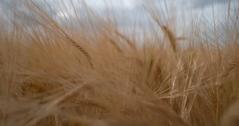 Slow Motion Wheat Macro Push Stock Footage 114478993
