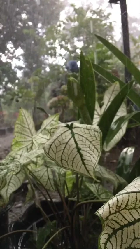 Slow Motion When It Rains Stock-Footage 163514271