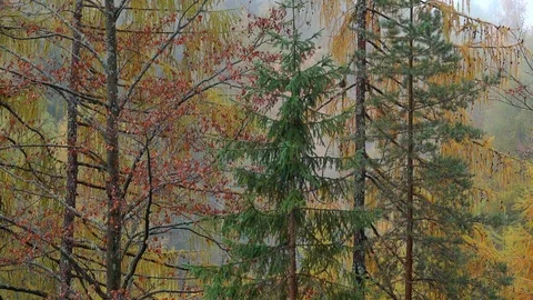 Slow motion while raining of a wood Stock Footage 129558438