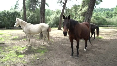 Slow motion of a white and a brown horse standing idle  Stock Footage 140489520