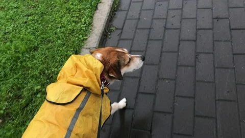 Slow motion: White and brown dog in yellow raincoat goes outdoor Stock Footage 143291906