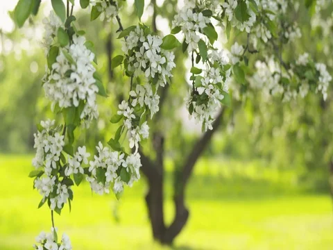Slow motion of white apple tree blossom in a garden Stock Footage
