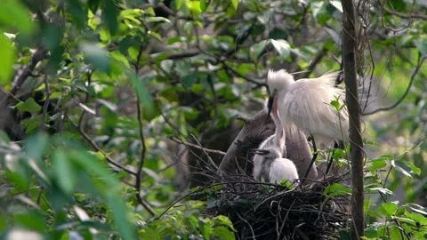 Slow Motion white bird Egretta Garzetta. Little egret take care the chicks -Dan Stock Footage 134277372
