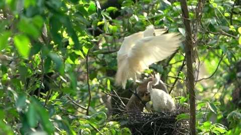 Slow Motion white bird Egretta Garzetta. Little egret take care the chicks -Dan Stock Footage 134277504