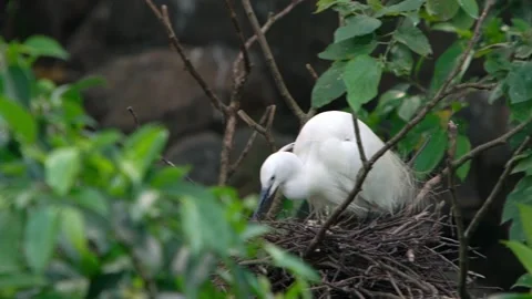 Slow Motion white bird Egretta Garzetta. Little egret take care the chicks -Dan Stock Footage 134277510