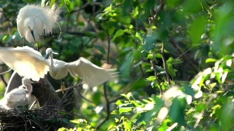 Slow Motion white bird Egretta Garzetta. Little egret take care the chicks -Dan Stock Footage 134277624