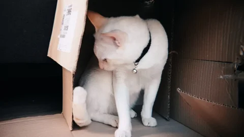 Slow motion of White cat sitting in a cardboard box and looking around Stock-Footage 100639018