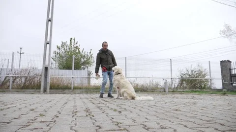 Slow motion of a white dog playing fetch using a toy with his owner in the ho Stock Footage 84766136