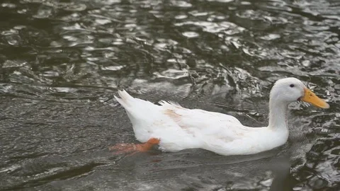 Slow motion white ducks floating in river of farming agriculture Vídeos de archivo 112579075