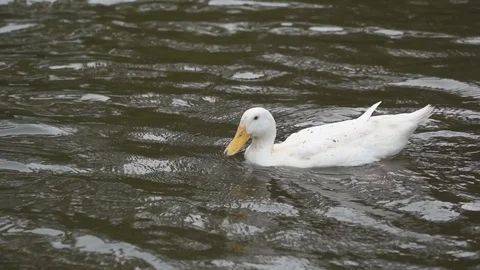 Slow motion white ducks floating in river of farming agriculture Видео 112579240