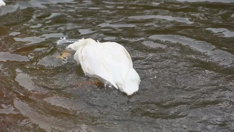 Slow motion white ducks floating in river of farming agriculture Stock Footage 112579556