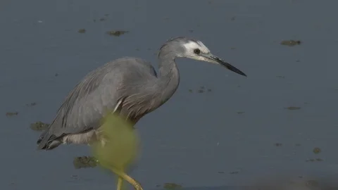 Slow motion white-faced heron catches a worm Stock Footage 87553659