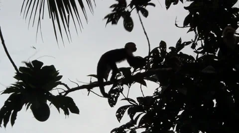 Slow motion white faced monkey tree jump Stock Footage 27691871