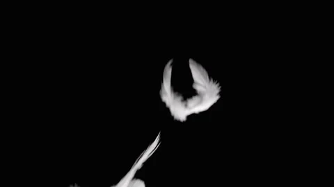 Slow Motion White Feathers Falling on Dark Background Vídeo Stock 335188417