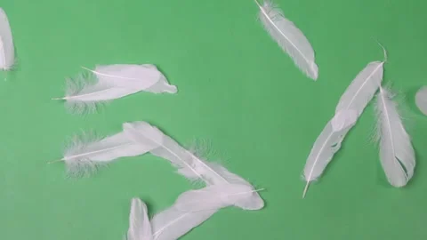 Slow Motion of white feathers or bird wings falling against green screen ba.. Vídeo Stock 297771753