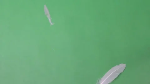 Slow Motion of white feathers or bird wings falling against green screen ba.. Vidéo 297771849