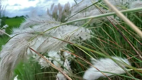 Slow Motion White Feathery Grass Swaying in the Breeze 動画素材 347989987