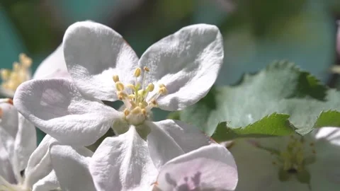 Slow motion. White flower on an apple tree Stock Footage 194218875