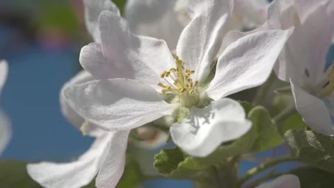 Slow motion. White flower on an apple tree Stock Footage 194218878
